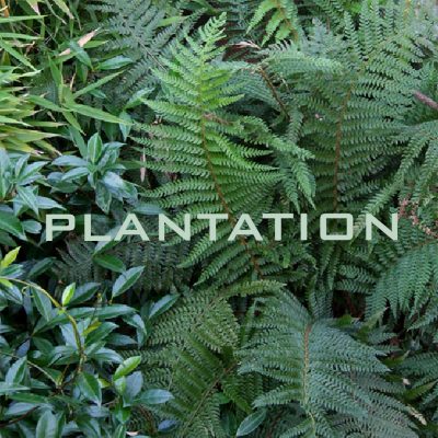 Plantation-jardins-terrasses-idf